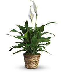 Simply Elegant Spathiphyllum - Small Cottage Florist Lakeland Fl 33813 Premium Flowers lakeland